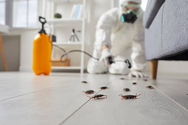 Post-Treatment Bed Bug Interceptor Monitoring in Wilmer
